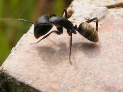 صورة Camponotus cinctellus (Gerstaecker 1859)