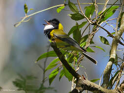 Image of Australian Golden Whistler