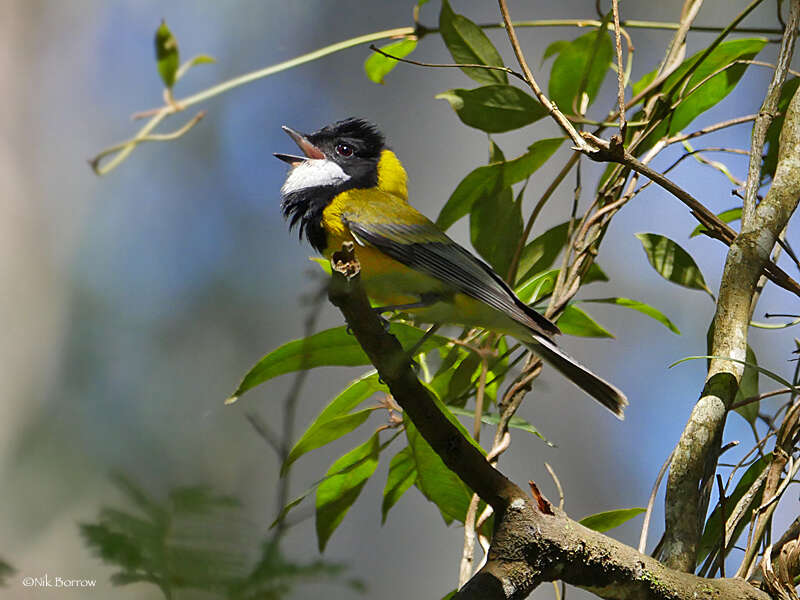 Image of Australian Golden Whistler