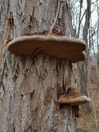 Image de Polypore du robinier