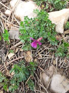 Imagem de Vicia pyrenaica Pourr.