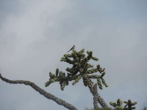 Image of Worthen's Sparrow