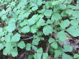 Image of Appalachian barren strawberry