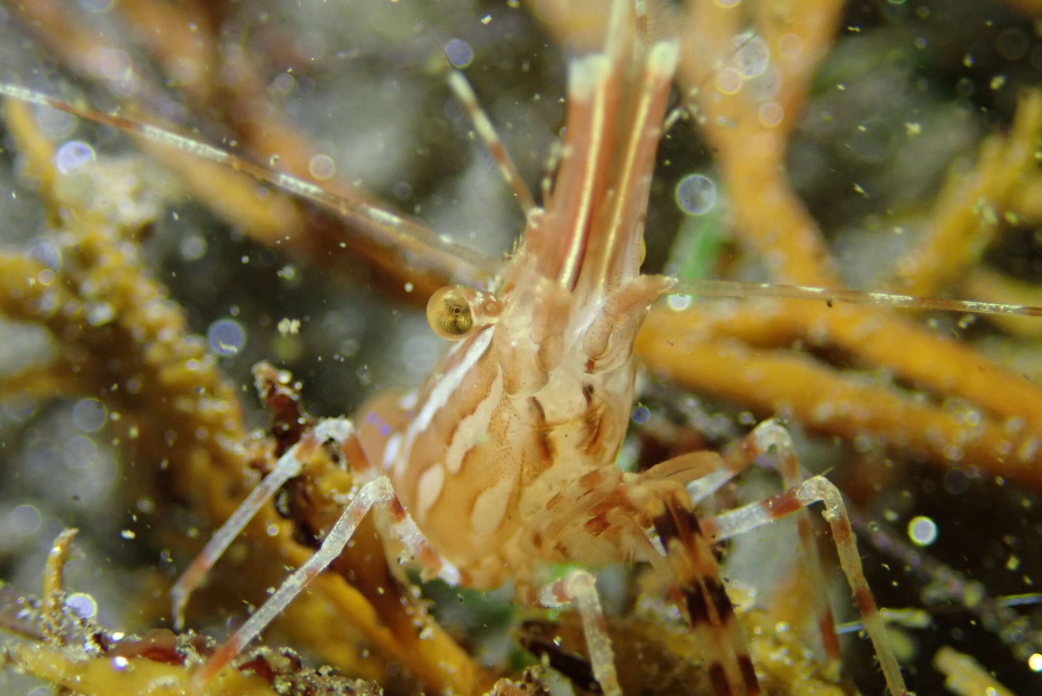 Image of California Spot Prawn