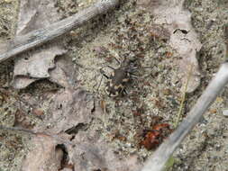 Image of Cicindela (Cicindela) formosa generosa Dejean 1831