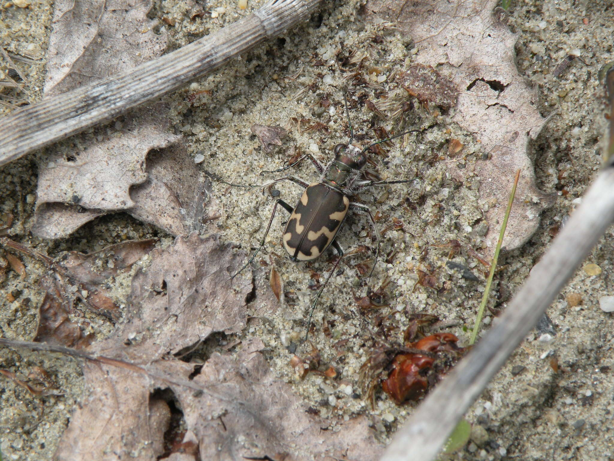 Image de Cicindela (Cicindela) formosa generosa Dejean 1831