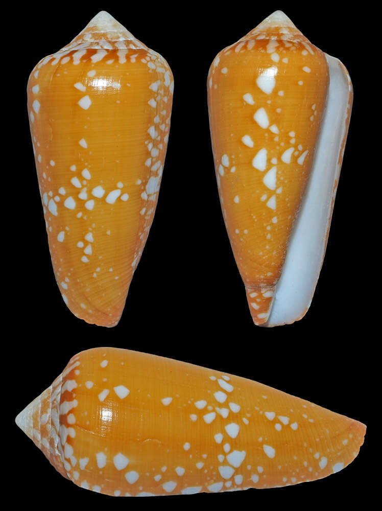 Image of Conus crocatus Lamarck 1810