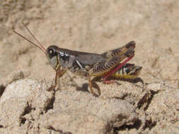 Слика од Melanoplus dawsoni (Scudder & S. H. 1875)