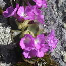 Imagem de Primula villosa subsp. villosa