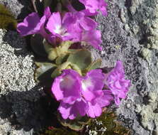 Imagem de Primula villosa subsp. villosa