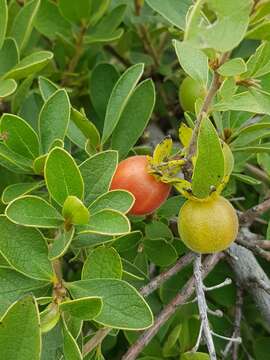 Sivun Diospyros lycioides subsp. guerkei (Kuntze) De Winter kuva