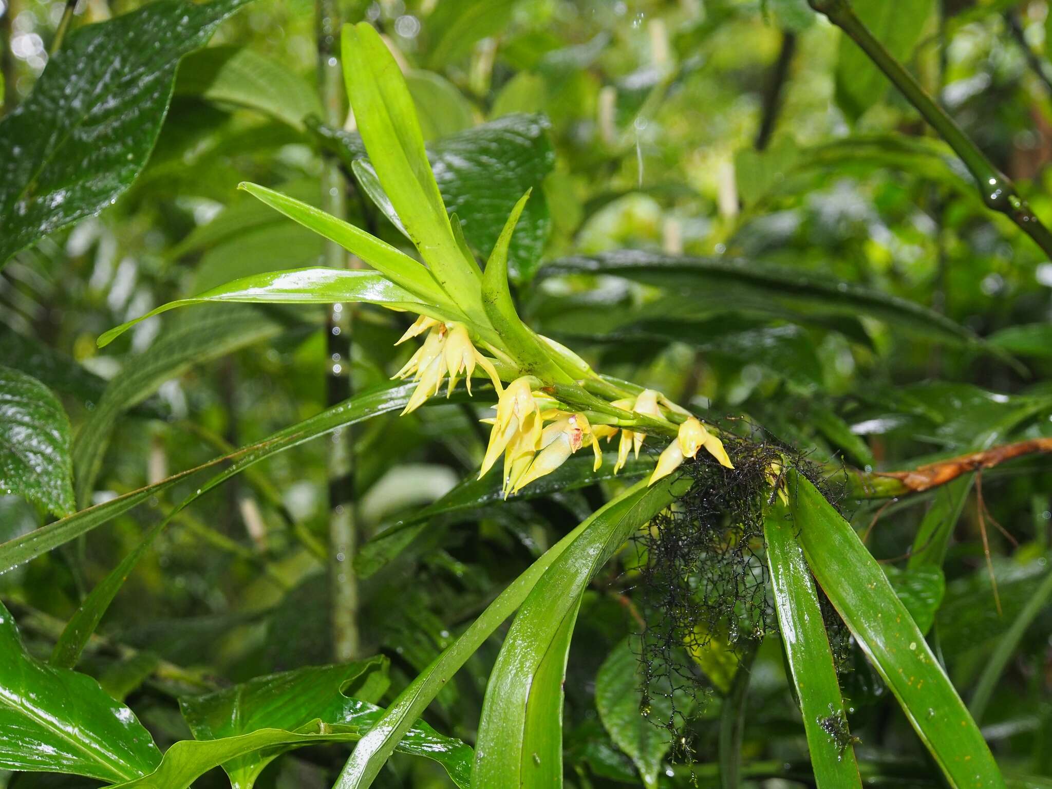 Image of Maxillaria parvilabia Ames & C. Schweinf.