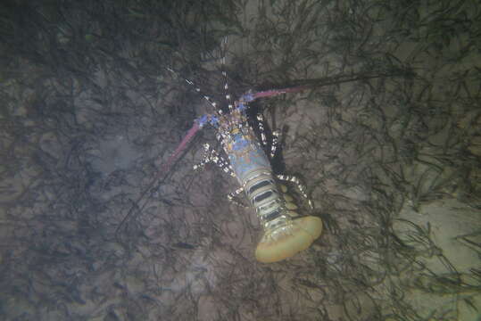 Image of Ornate Spiny Lobster