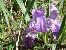 Image of Iris kemaonensis Wall. ex D. Don