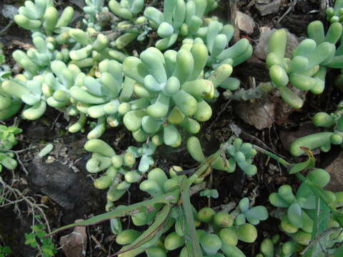 Image of Sedum allantoides Rose