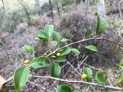 Image of Denhamia bilocularis (F. Müll.) M. P. Simmons