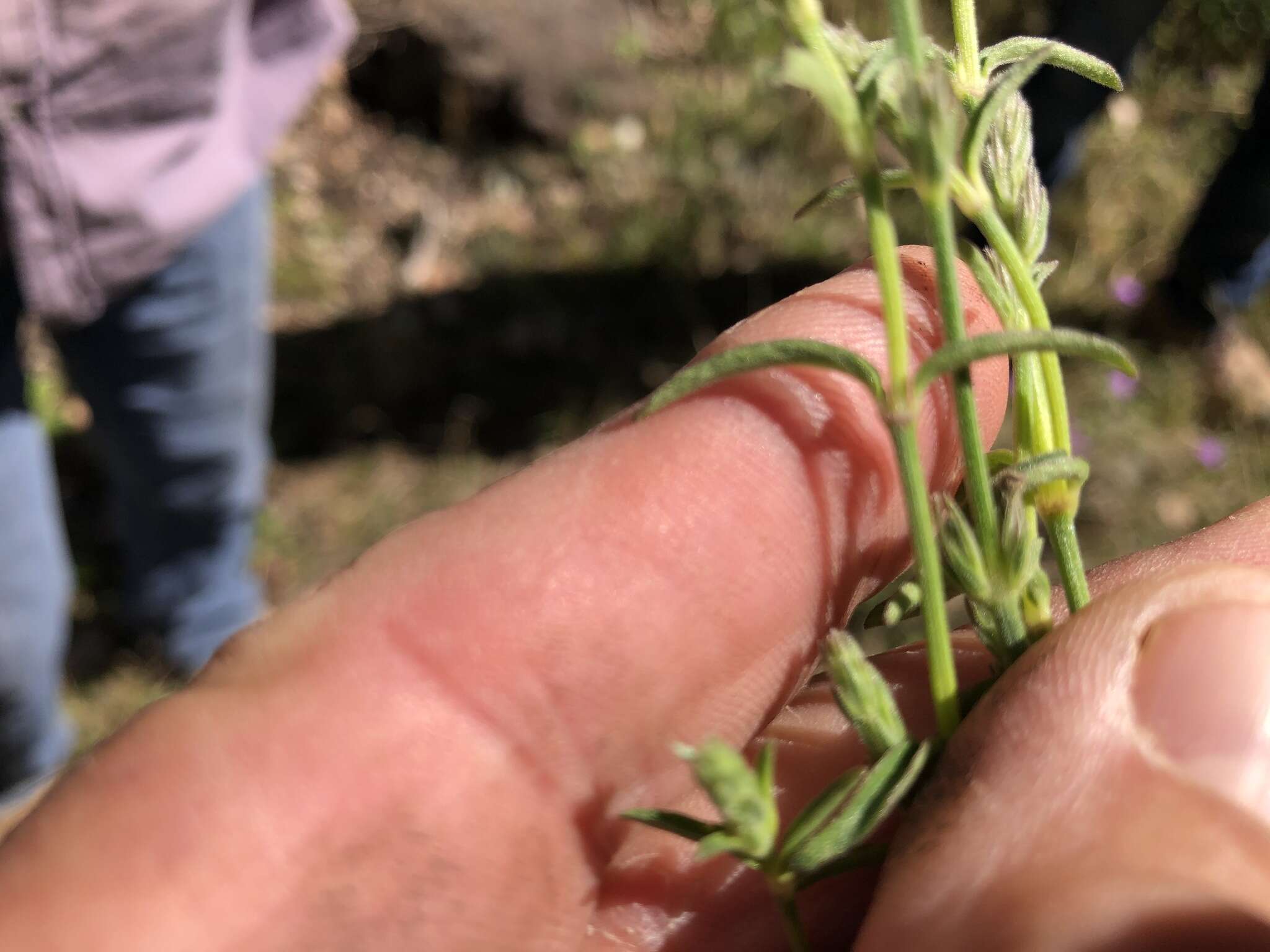 Image of Justicia adscendens subsp. adscendens