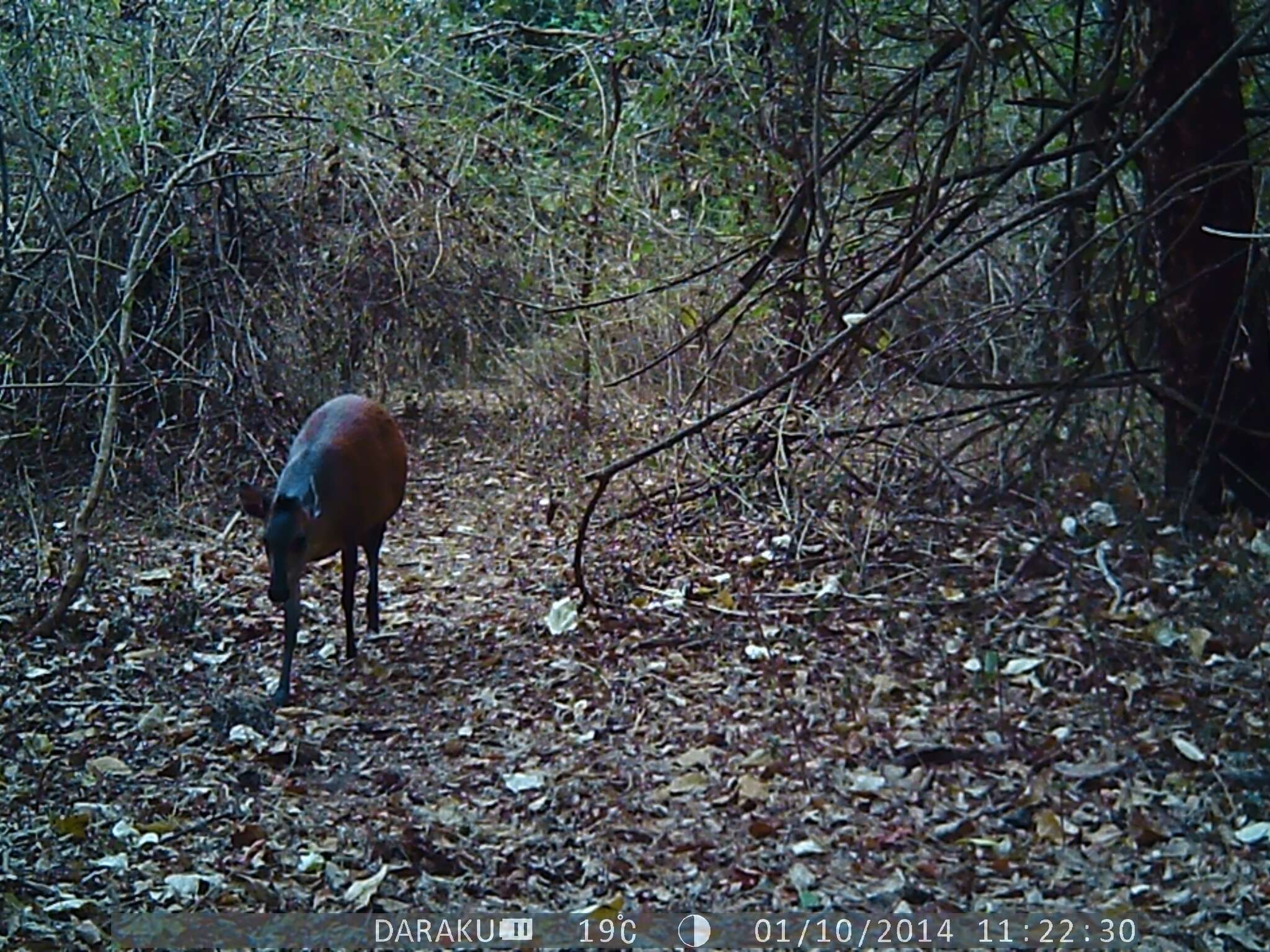 Image of East African Red Duiker