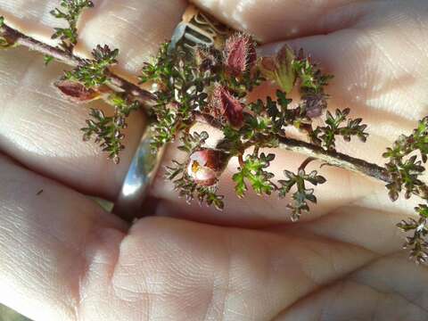 Image of Anisodontea dissecta (Harv.) D. M. Bates