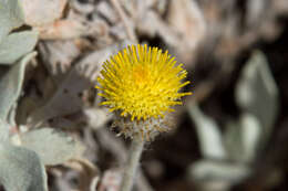 Image of Anemocarpa podolepidium (F. Müll.) P. G. Wilson