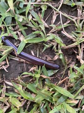 Image of Angola blind snake