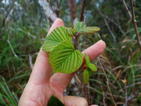 Image of winter hazel