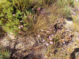 Image of Pink Sewejaartjie