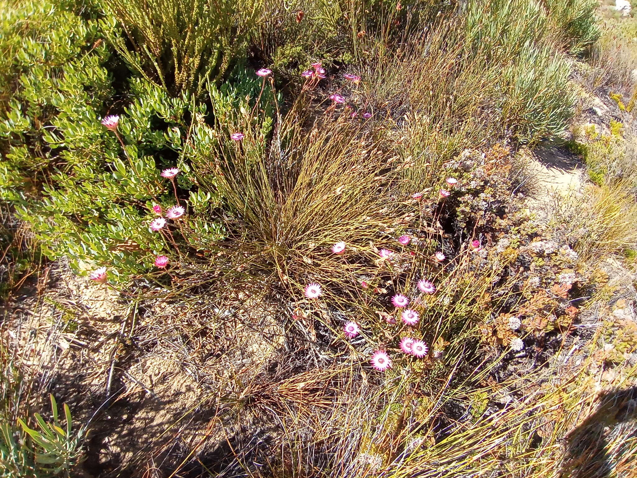 Слика од Syncarpha canescens subsp. canescens