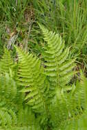 Plancia ëd Polystichum microchlamys (Christ.) Matsumura