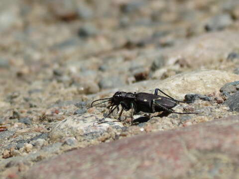 Image of Cicindela (Cicindela) longilabris longilabris Say 1824