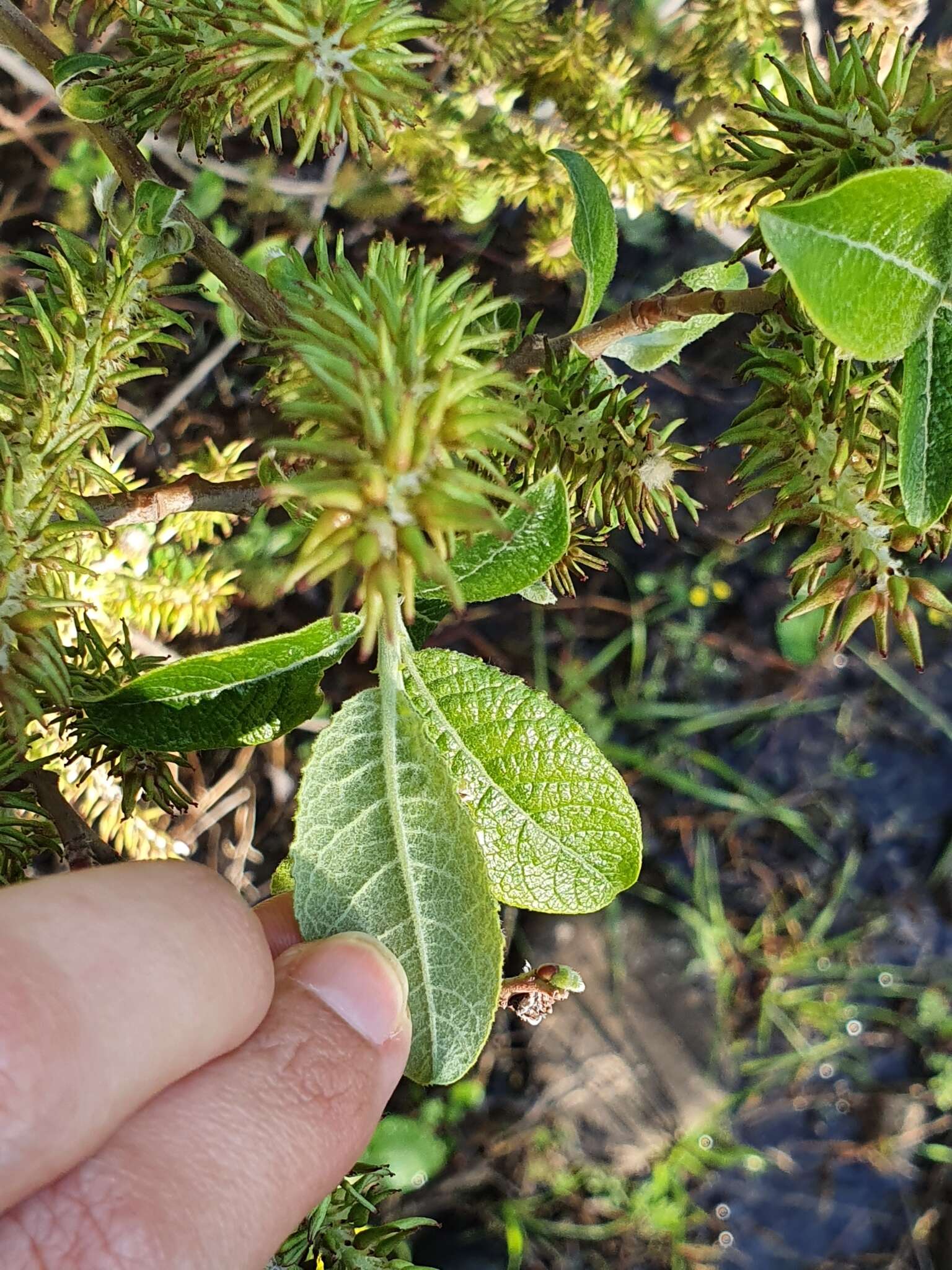 Image de Saule Pédicellé