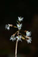 Image of Cheirostylis cochinchinensis Blume