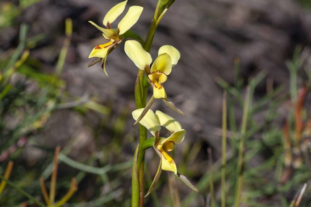 Plancia ëd Diuris laxiflora Lindl.