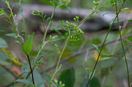 Image of Atlantic goldenrod