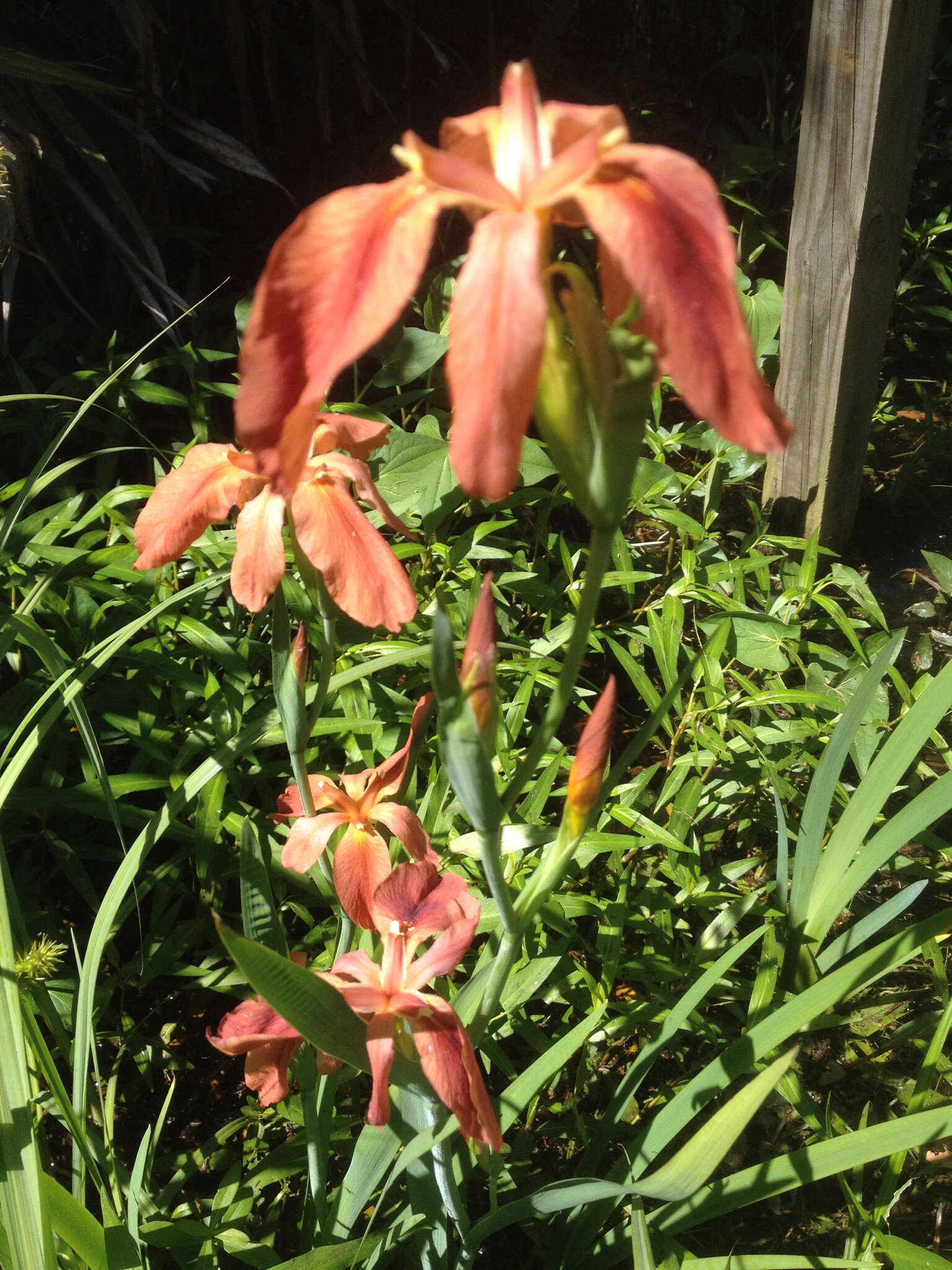 Image of copper iris