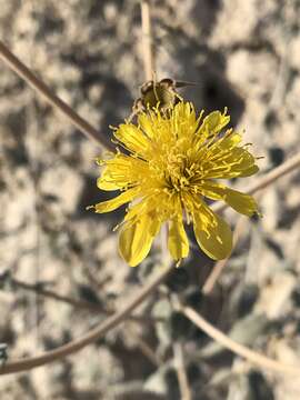 Image of Ash Meadows blazingstar