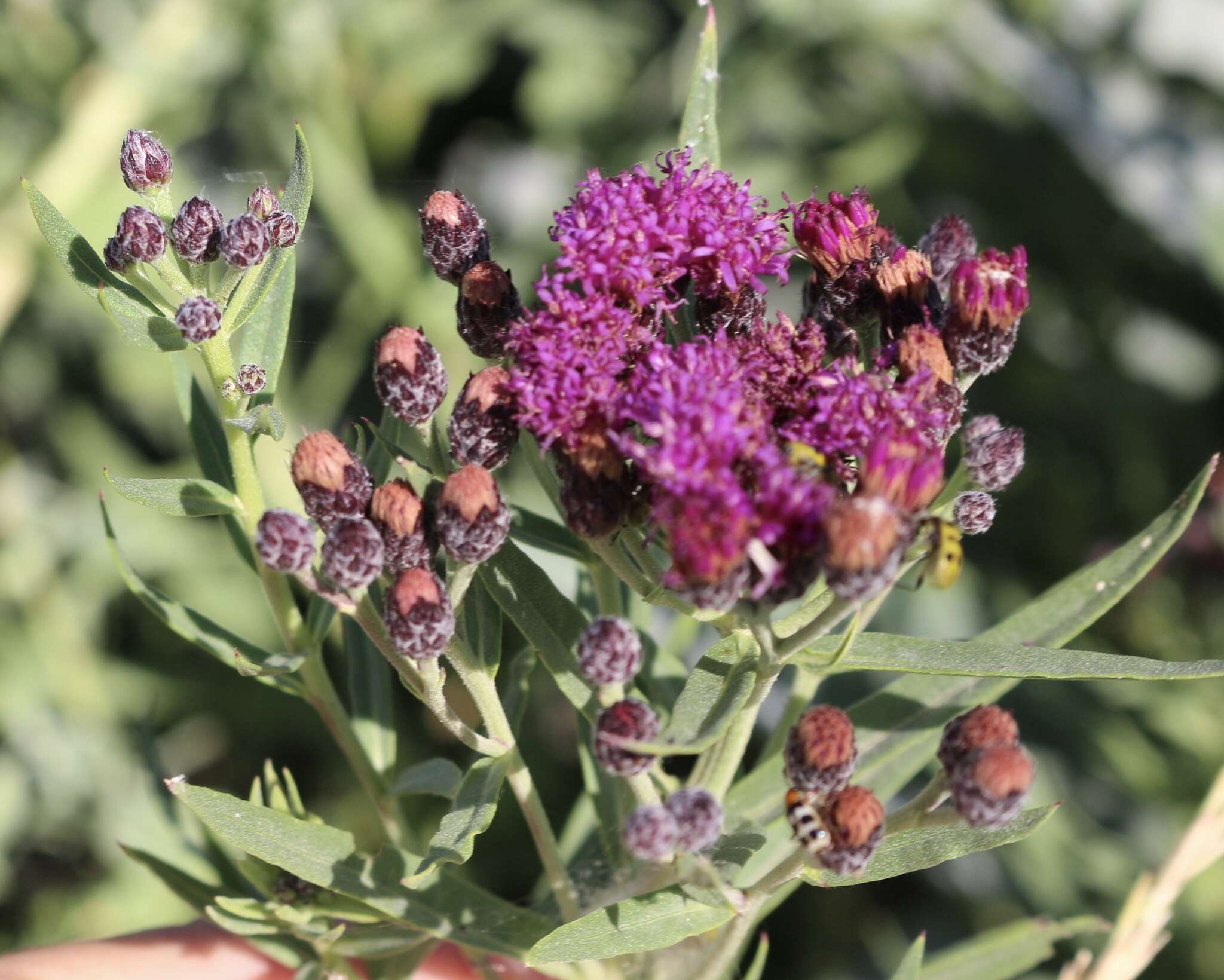 Imagem de Vernonia marginata (Torr.) Rafin.