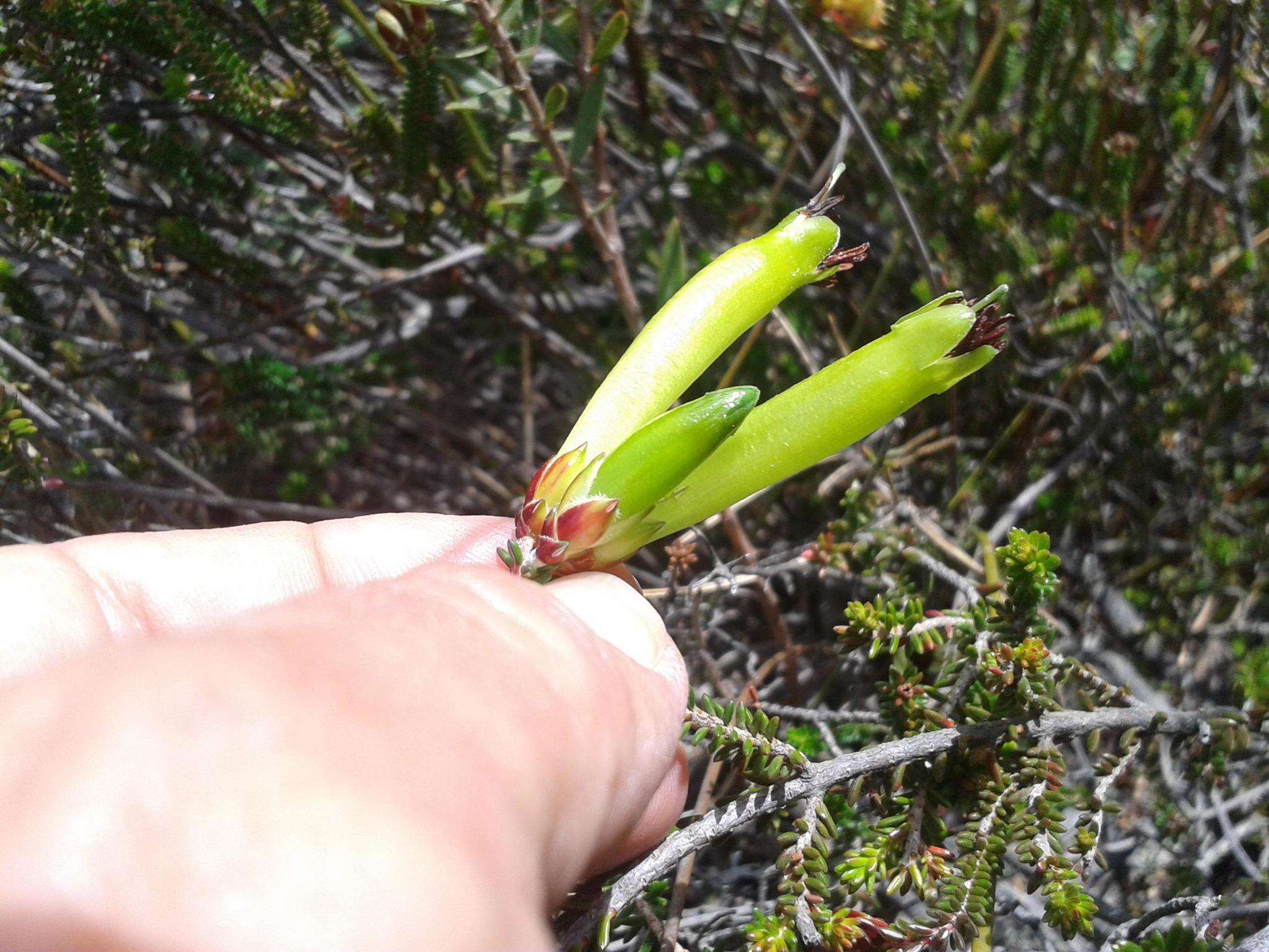 Plancia ëd Erica viridiflora subsp. viridiflora