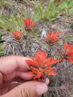 Слика од Castilleja pruinosa Fern.