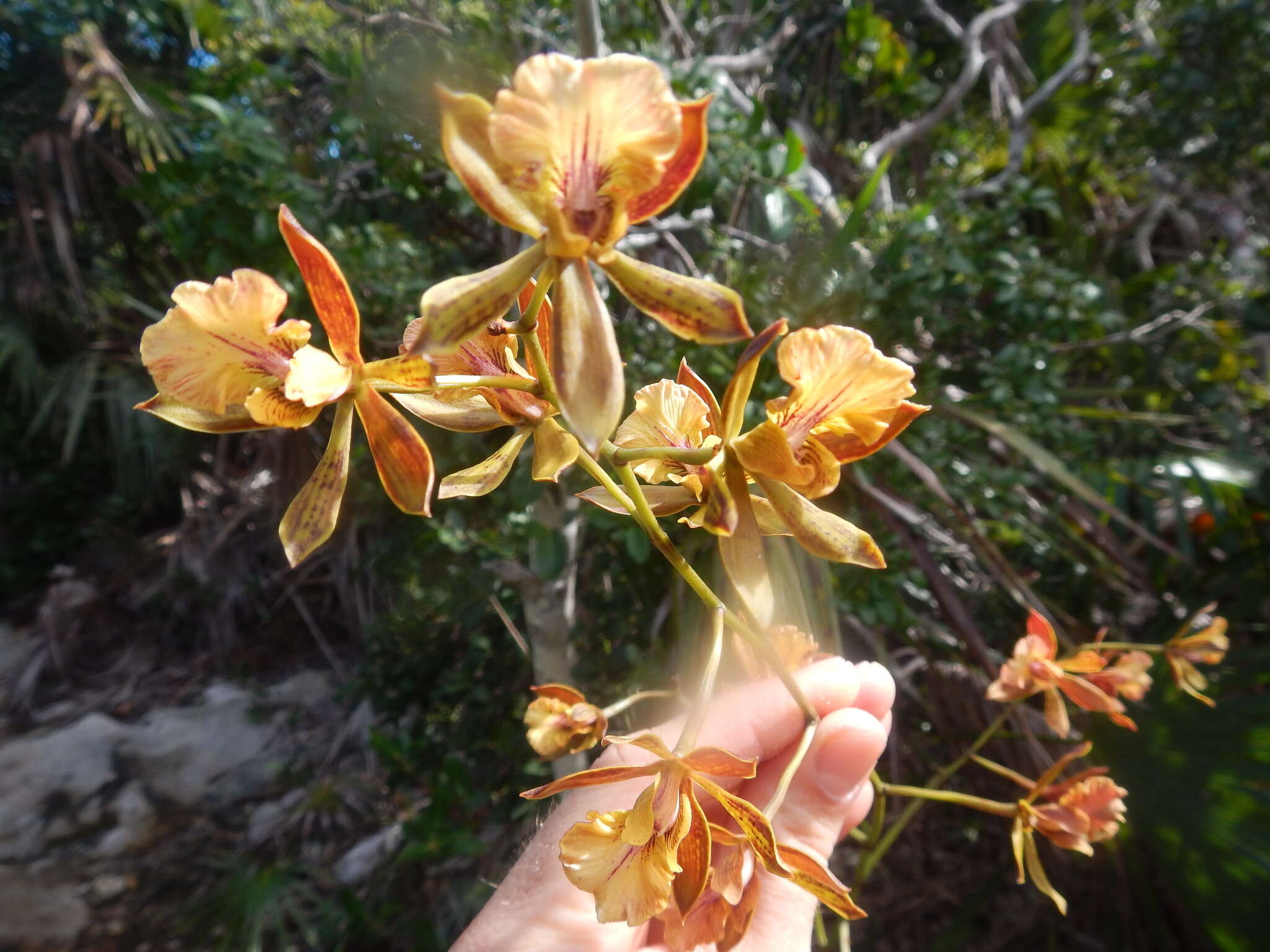 Image of Encyclia altissima Schltr.