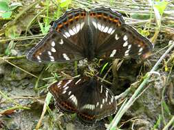 Image of poplar admiral