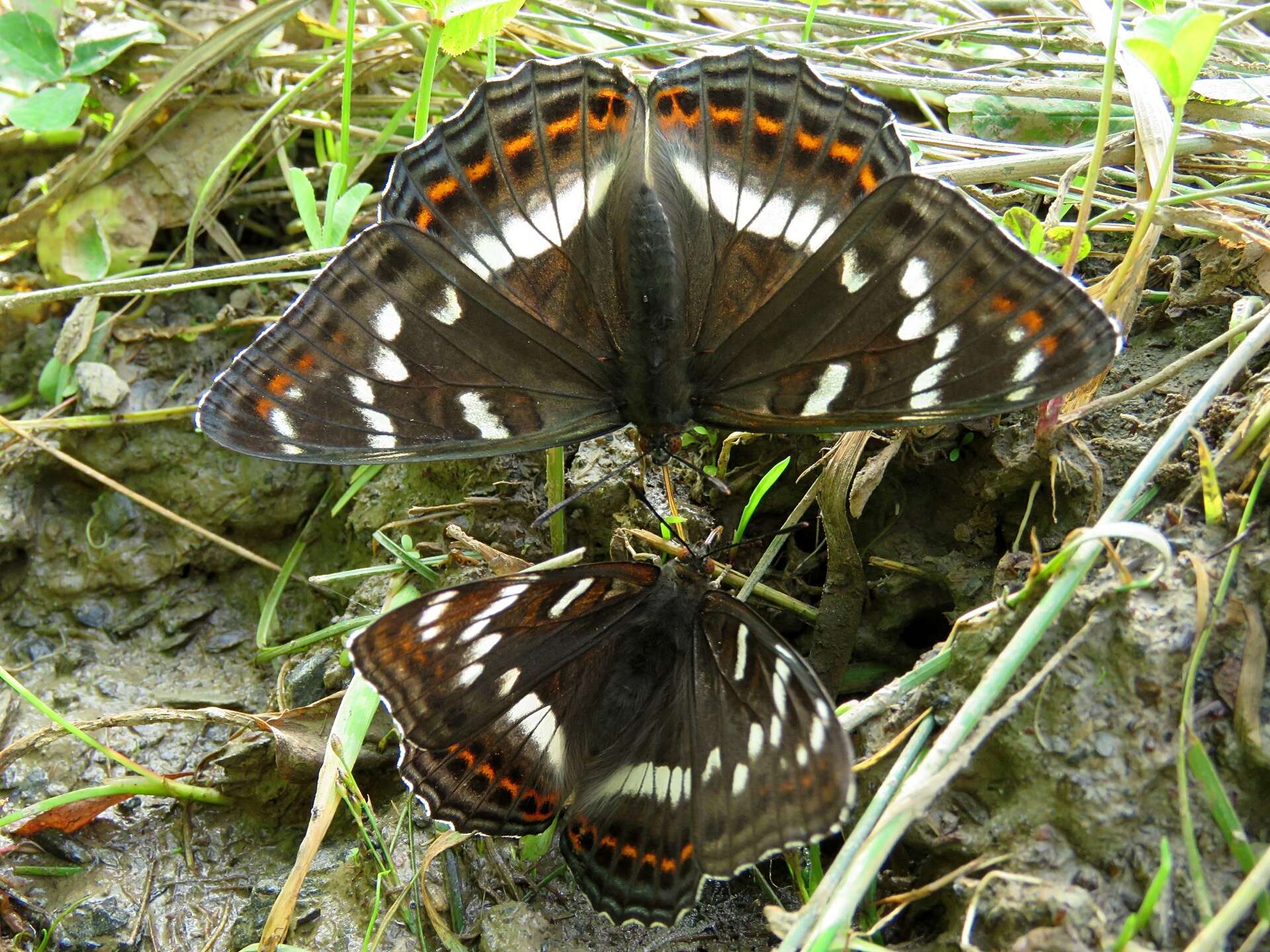 Image of poplar admiral