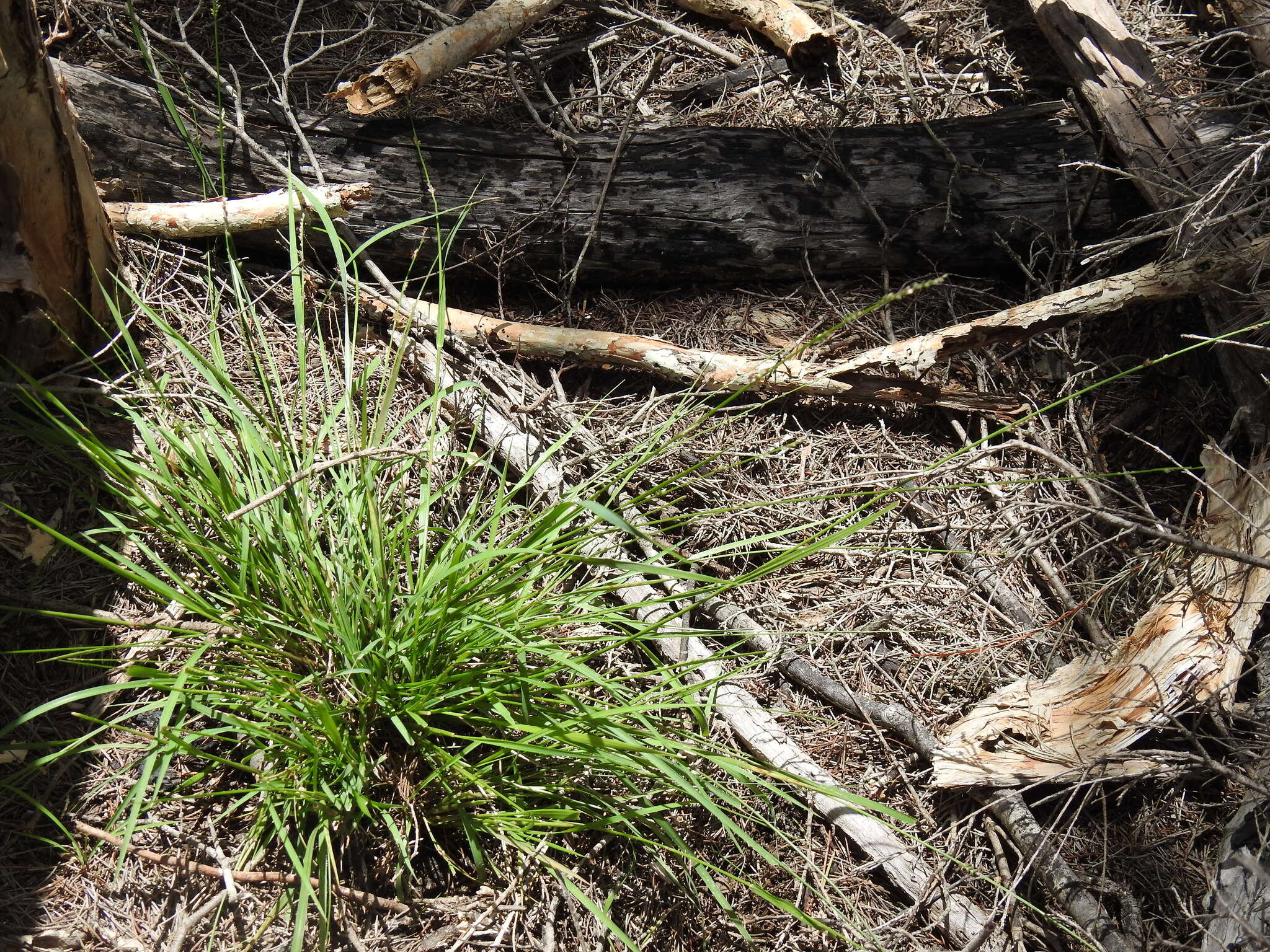 Image of spreading panicgrass