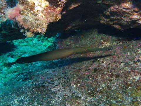 Image of Atlantic cornetfish