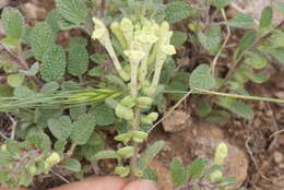 Image of Scutellaria salviifolia Benth.