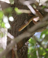 Image of Arabian Tiger Snake