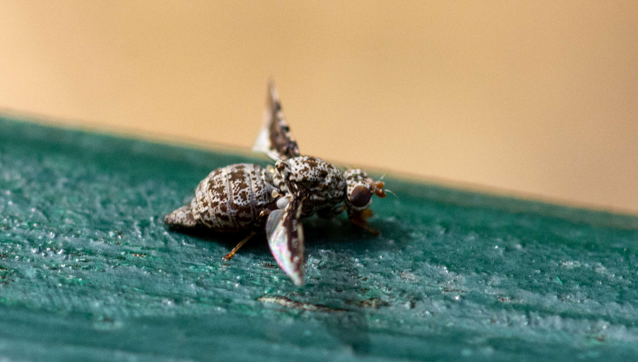 Callopistromyia strigula (Loew 1873)的圖片