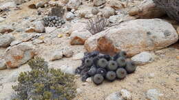 Image of Copiapoa serpentisulcata F. Ritter