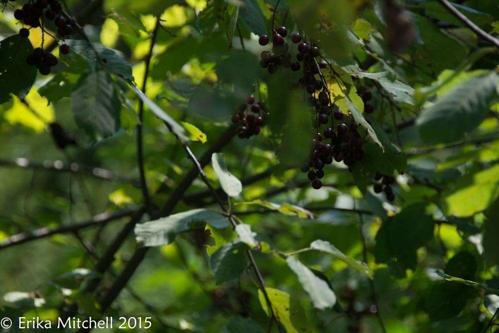 Imagem de Prunus virginiana L.