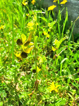 Imagem de Vicia melanops Sibth. & Sm.